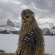 Chewie, we love you.
